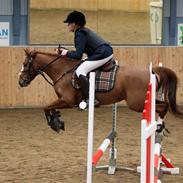 Anden særlig race Cindy H