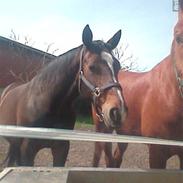 Dansk Varmblod tamara