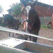 Dansk Varmblod tamara