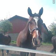 Dansk Varmblod tamara