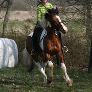 Anden særlig race Stormvind - SOLGT