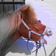 Islænder vængskjona min 4-ever<3