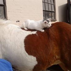 Islænder vængskjona min 4-ever<3