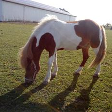 Islænder vængskjona min 4-ever<3