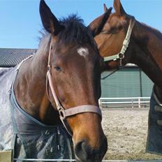 Dansk Varmblod Vanity Fair 