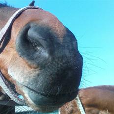 Dansk Varmblod Vanity Fair 