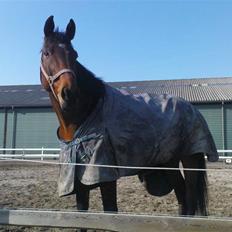 Dansk Varmblod Vanity Fair 