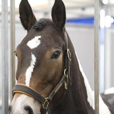 Anden særlig race Zoey solgt :/