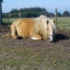 Tyroler Haflinger Paxandra Søgaard-Med føl