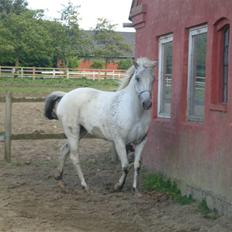 Knabstrupper Flying Ghost 'Solgt' :'(