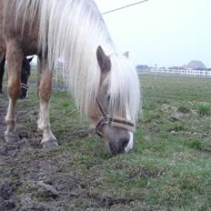 Tyroler Haflinger Paxandra Søgaard-Med føl