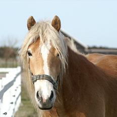 Tyroler Haflinger Nanok Mix Søgaard SOLGT!