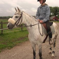 Welsh Pony (sec B) Ballettens Silent victory