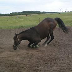 Fuldblod (XX) Mufasa R.I.P