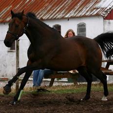 Fuldblod (XX) Mufasa R.I.P