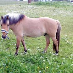 Anden særlig race Tais <3