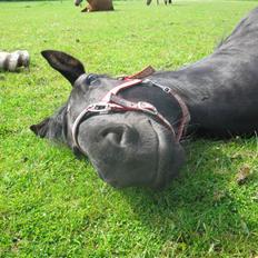 Oldenborg Mahal (gamel part) 