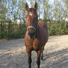 Anden særlig race PW's Tascha 