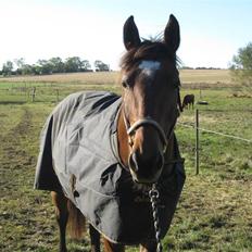 Anden særlig race PW's Tascha 