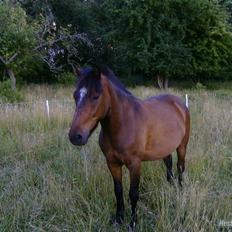 Anden særlig race Tjalfe