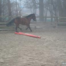 Anden særlig race Tjalfe