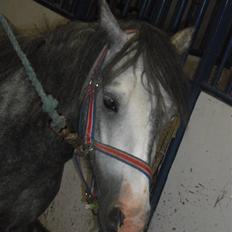 Anden særlig race hannibal