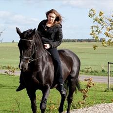 Dansk Varmblod Mata - hari *Savnet*