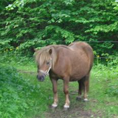 Shetlænder Anja <´3