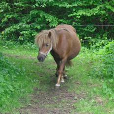 Shetlænder Anja <´3