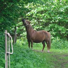Shetlænder Anja <´3