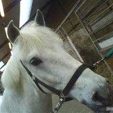 Anden særlig race Speedy Gonzales SOLGT!