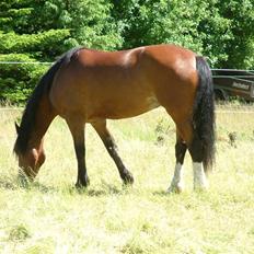 Welsh Cob (sec D) Lindbergs Fashion *SOLGT*