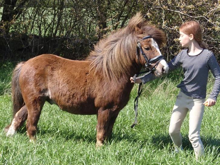 Anden særlig race Piet ** PART** billede 1