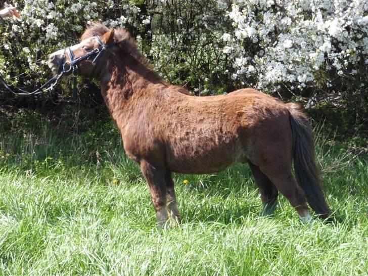 Anden særlig race Piet ** PART** billede 2