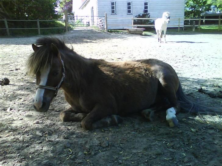 Anden særlig race Piet ** PART** billede 3