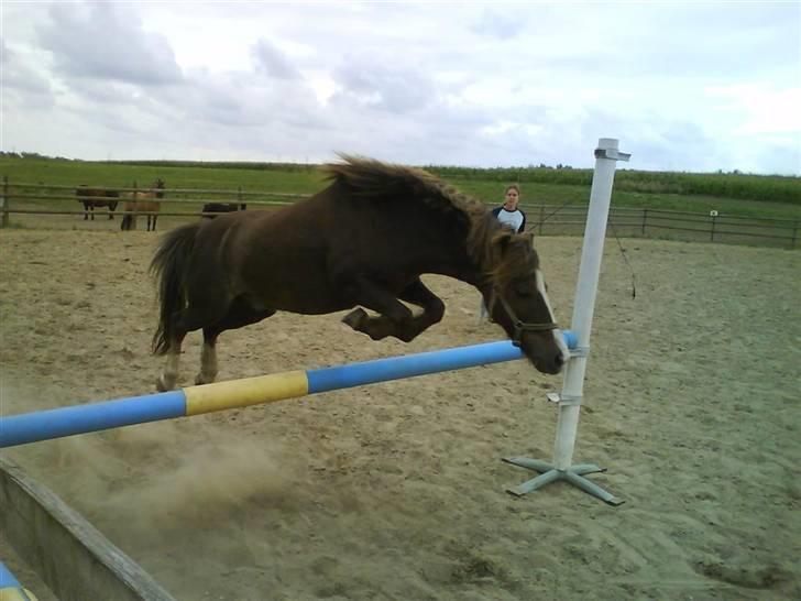 Anden særlig race Piet ** PART** billede 4