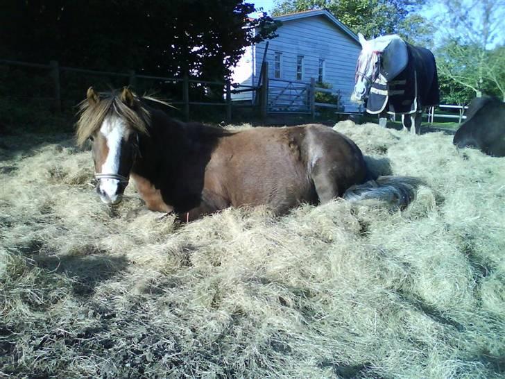 Anden særlig race Piet ** PART** billede 5