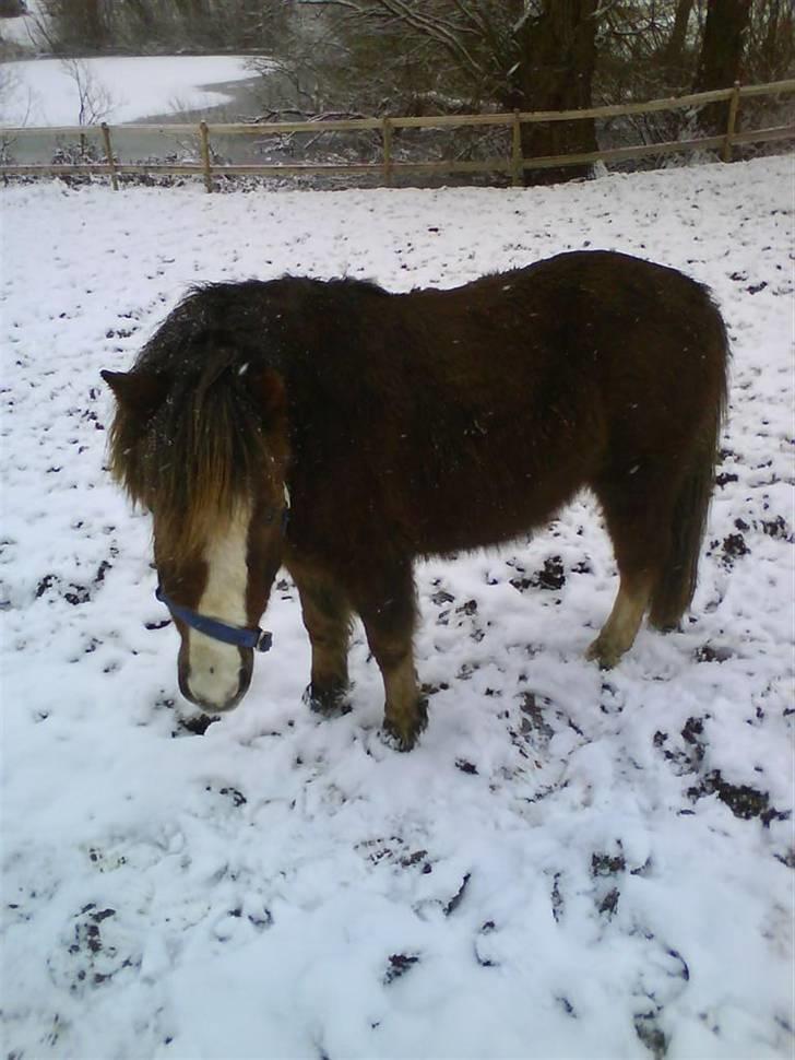 Anden særlig race Piet ** PART** billede 6