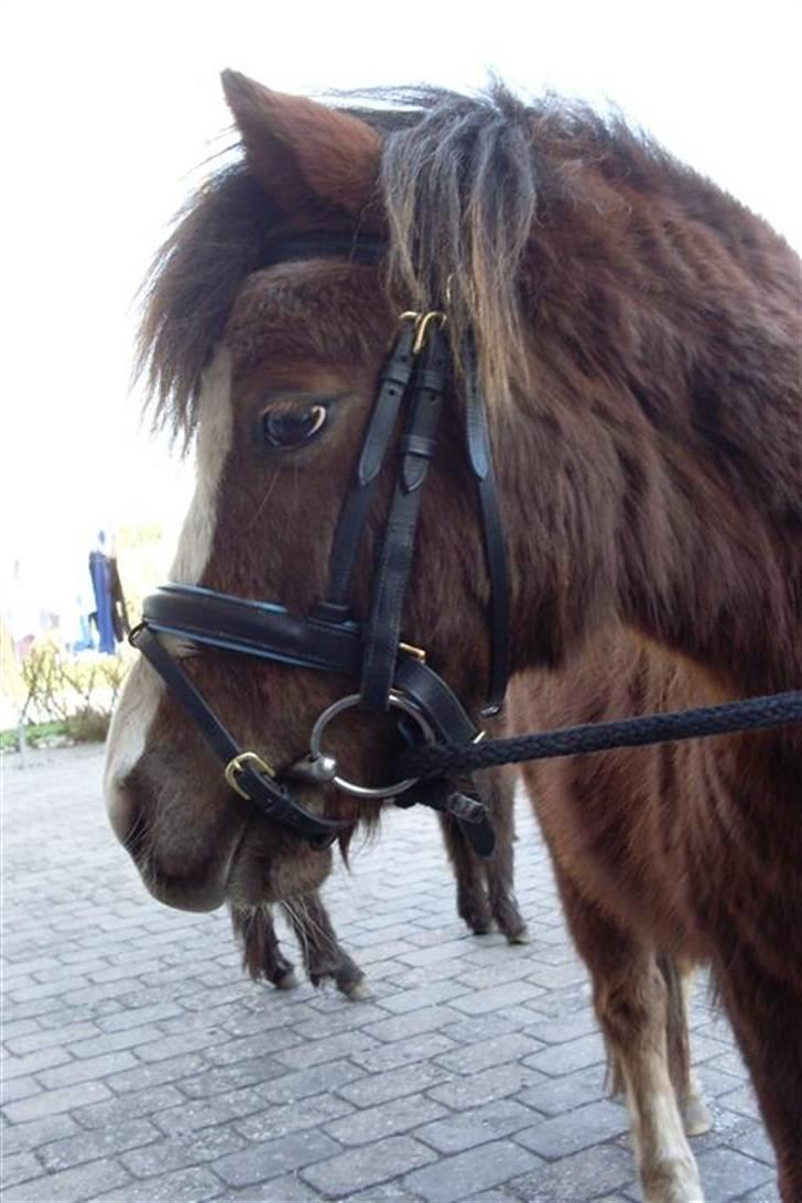 Anden særlig race Piet ** PART** billede 7