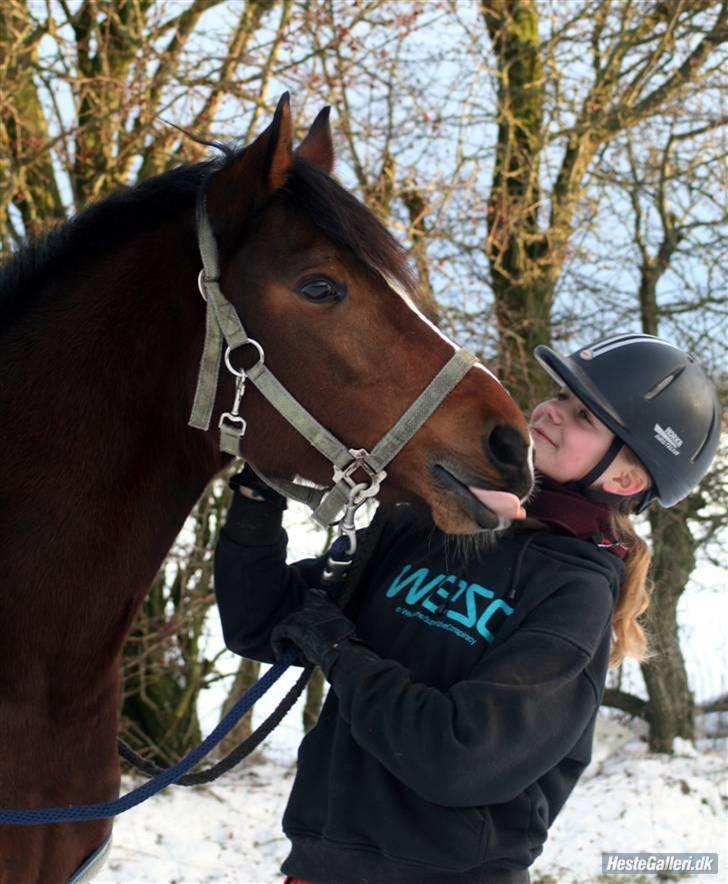 Welsh Partbred (Sec F) Daisy JV - Er hun ikke bare kær ? <3 AFOTO billede 8