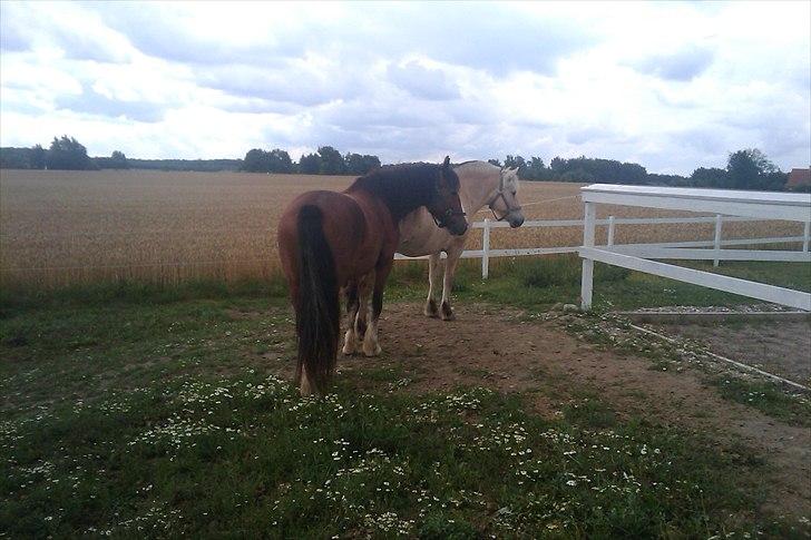 Anden særlig race isabella - hygge på folden med bedsteveninden. aug 2010 billede 16