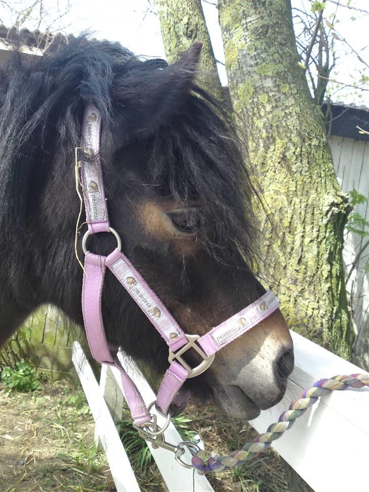 Dartmoor frida Dunemose *solgt billede 11