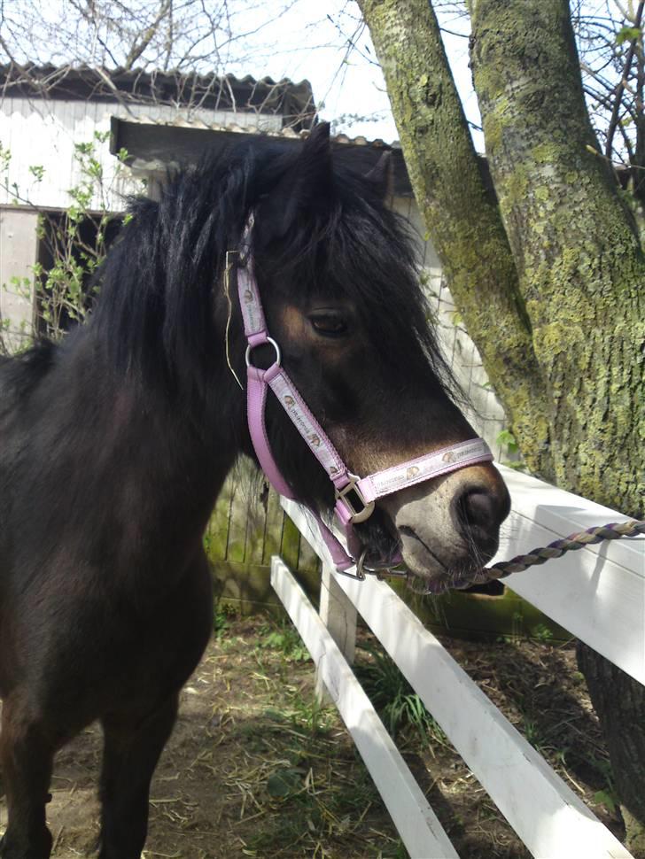 Dartmoor frida Dunemose *solgt billede 12