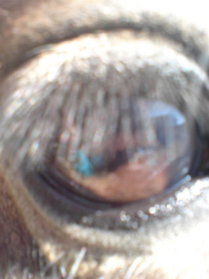 Dartmoor frida Dunemose *solgt billede 13