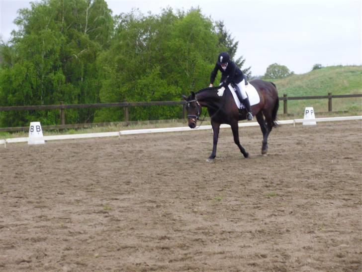 Dansk Varmblod Hanky Panky Firfod - Velfortjent klap til hende :) billede 5