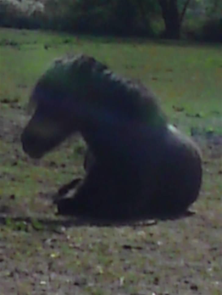 Dartmoor frida Dunemose *solgt billede 14