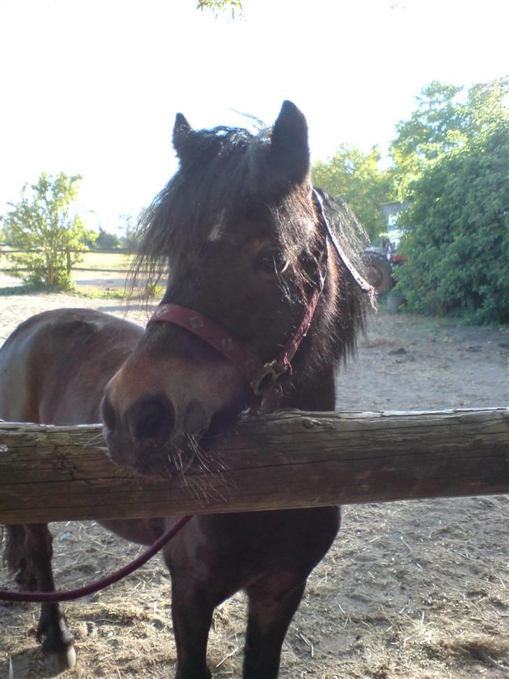 Dartmoor frida Dunemose *solgt billede 15