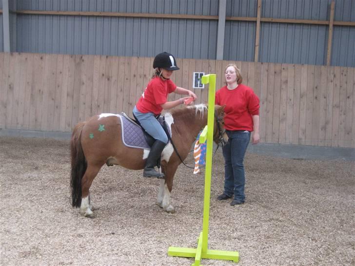 Shetlænder victor - ponygames dag hjemme hos os XD billede 6