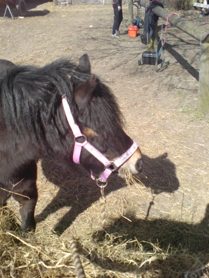 Dartmoor frida Dunemose *solgt billede 16