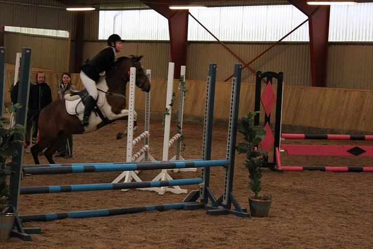 Pinto kærgårds couler lady SAVN - 16.mig og lady taget af emilie j billede 16